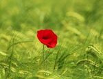coquelicot