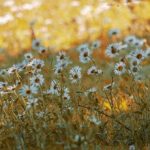 fleurs